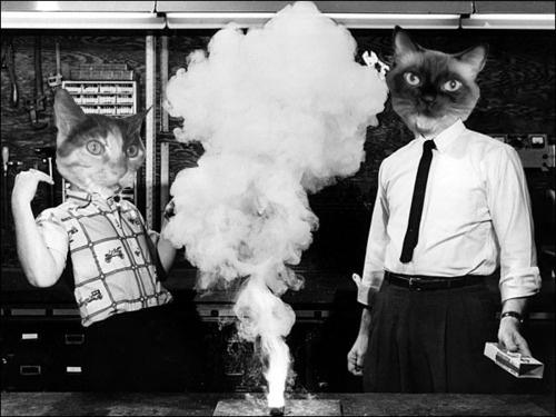 Коты в роли научных работников