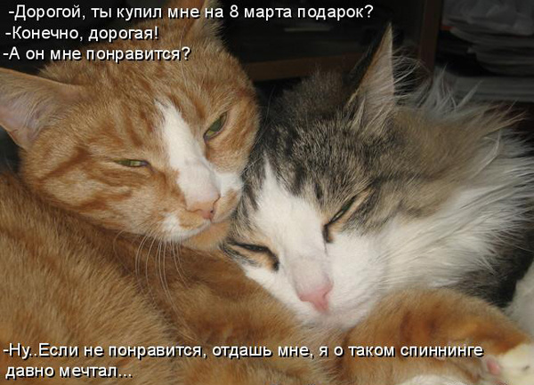 ТОП лучших котоматриц на 9 Марта