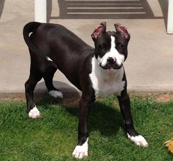 Милые усатики