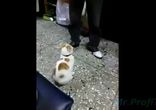 Кошка защитник