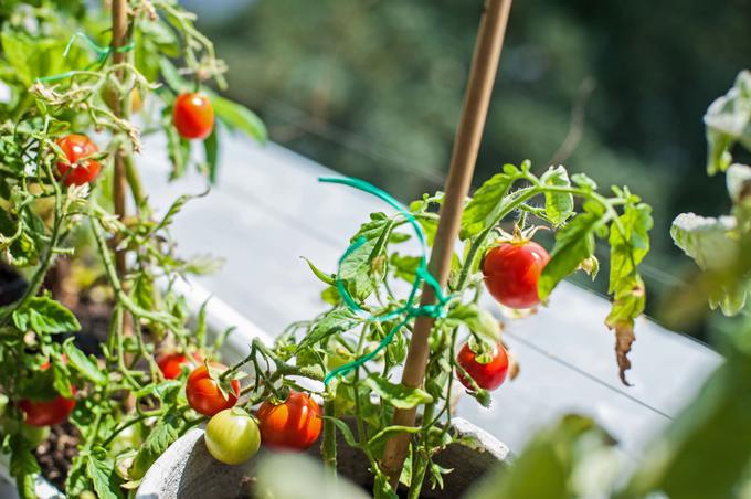 Как вырастить помидор на балконе