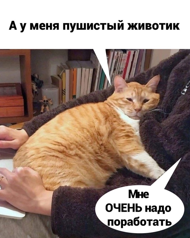 Котик и работа