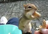 Самый жадный бурундук