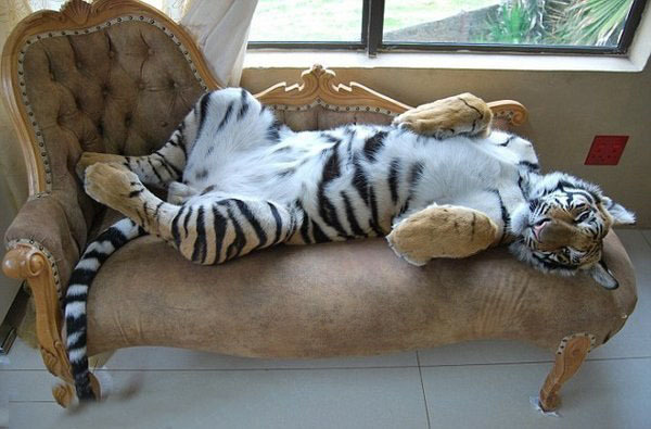 Домашний котик - бенгальский тигренок Enzo!