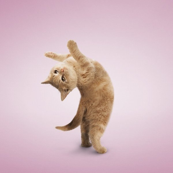 “Кошачья йога“ от фотографа Daniel Borris