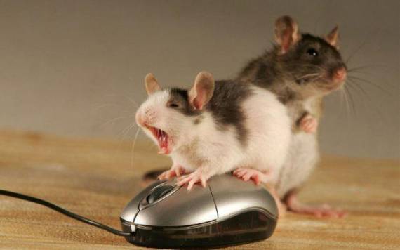 Няшные мышки