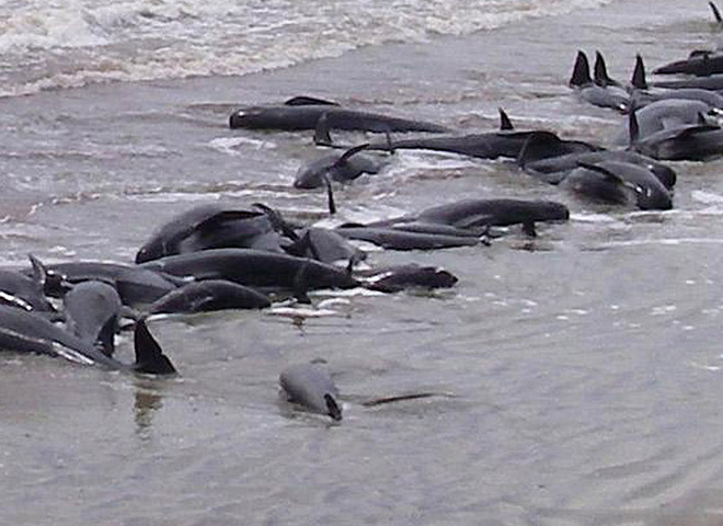 Дельфины в Новой Зеландии выбросились на берег
