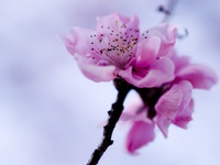 Цветущие ветки