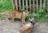 Главный пацан на деревне)