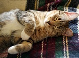Котики