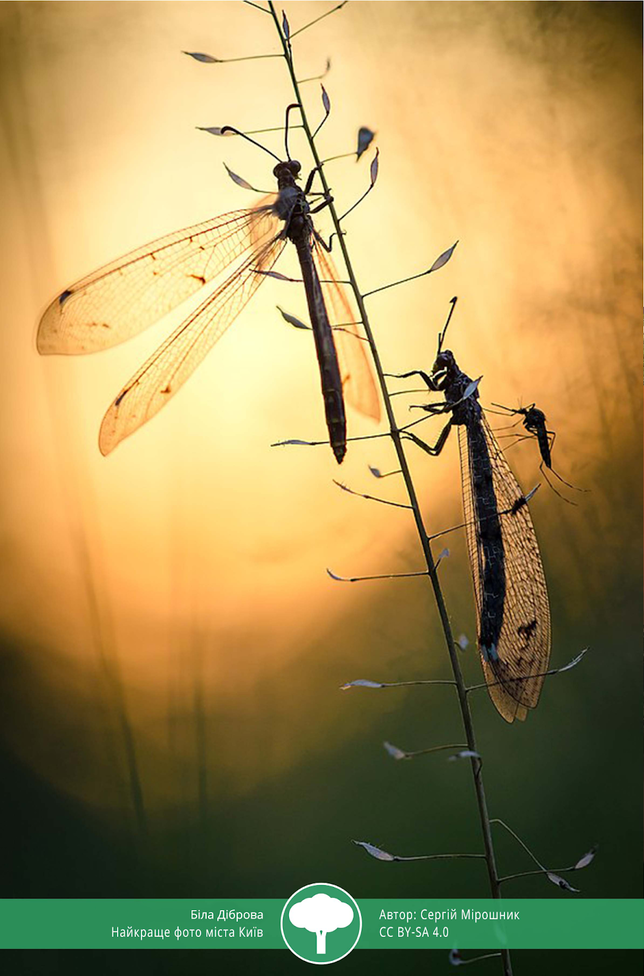 Вики любит Землю 2021