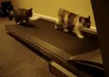 Коты спортсмены