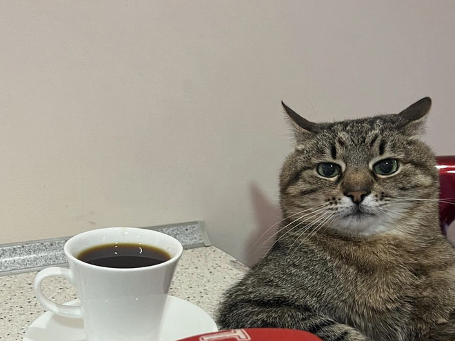 Кіт-блогер Степан повернувся до Харкова: Намурчав в інтерв'ю, як вдома класно