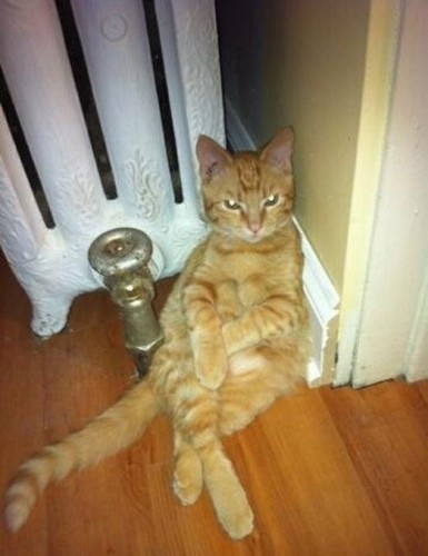 Вездесущие коты