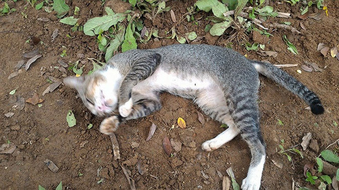 Скорбящая по хозяйке кошка уже год живёт на её могиле