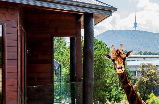 Отель с дикими животными: Jamala Wildlife Lodge