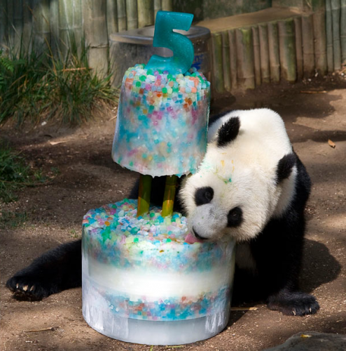День рождения панды