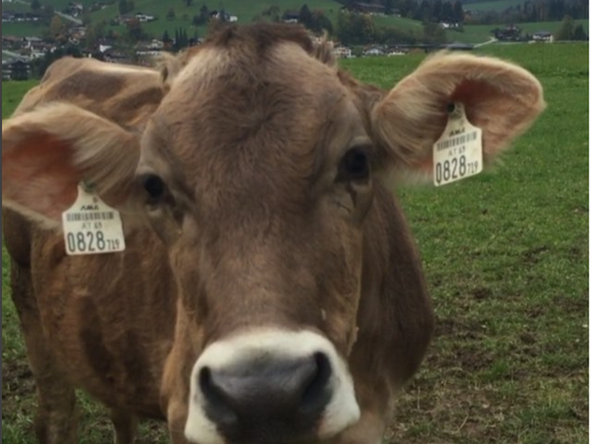 Виктория Боня