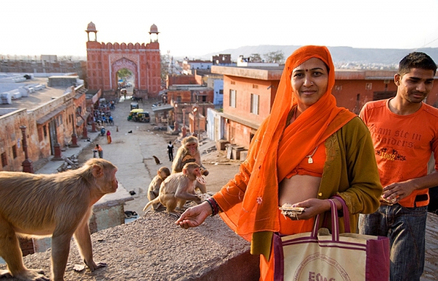 Где встретить дикое животное: Monkey Palace – Джайпур