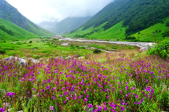 ТОП-7 найкрасивіших квіткових долині світу