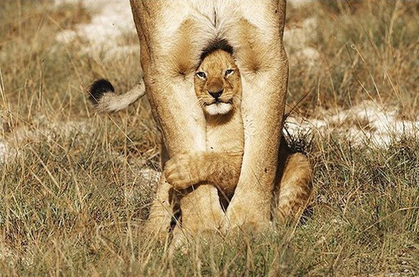 Очаровательный львонок