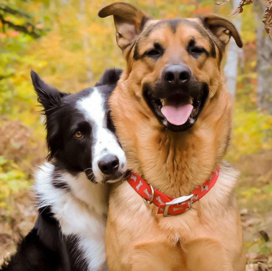 Лотти и Гризли - собаки обнимаки