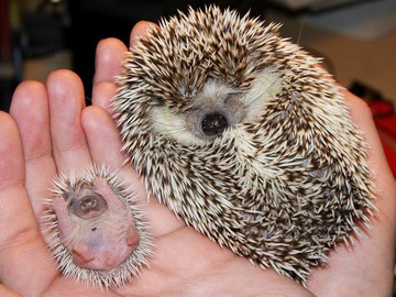 Редкие фото новорожденных животных, которые заставят умиляться