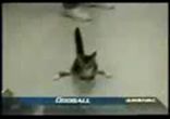 У кота больные задние лапки