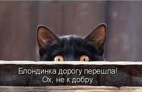 ТОП лучших котоматриц про пятницу 13-е