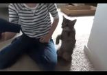 Кот против фена
