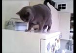 Кот с вредными привычками