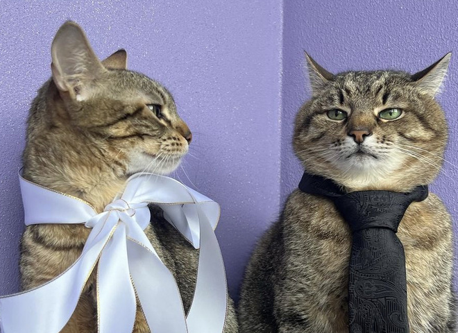 Кіт Степан "одружився" зі своєю обраницею - фото свідоцтва