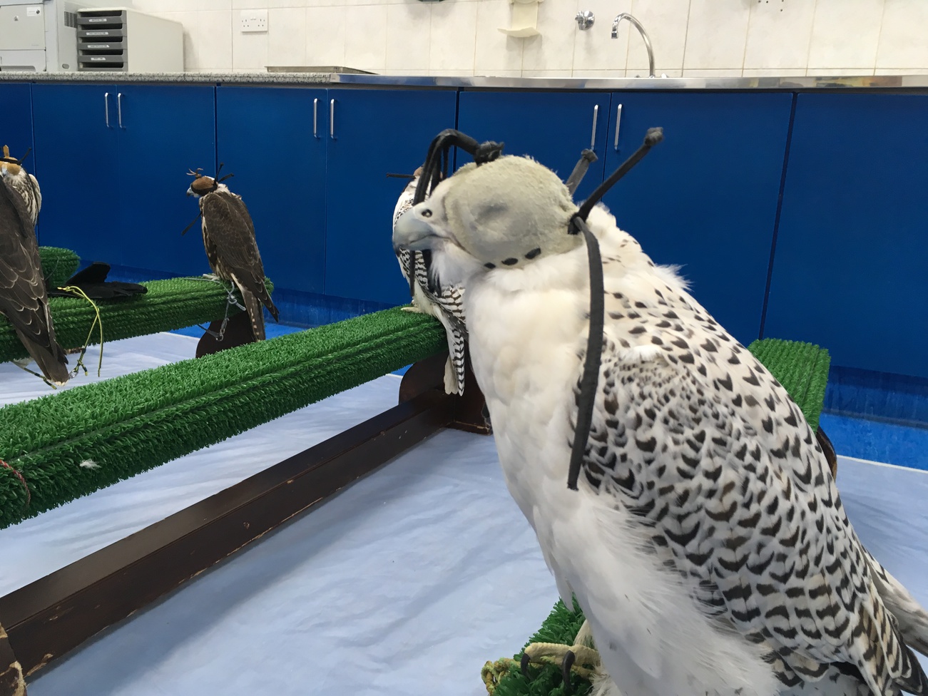 Соколиный госпиталь в Абу Даби