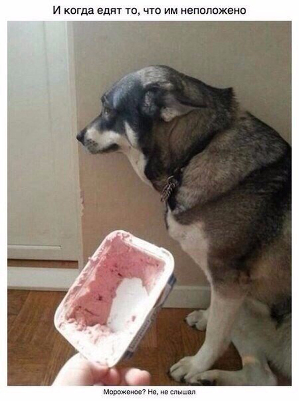 Милый пост про собак