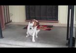 Uggie and Dash