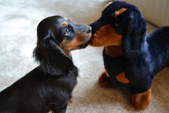 ТОП 15 лучших двойников