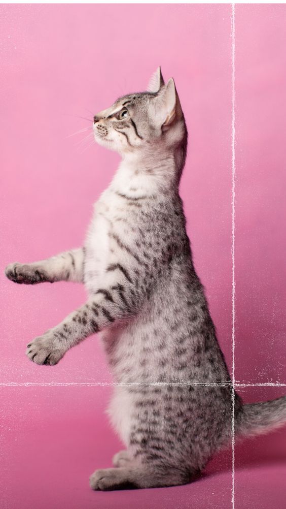Самые смешные коты: фото породы египетская мау