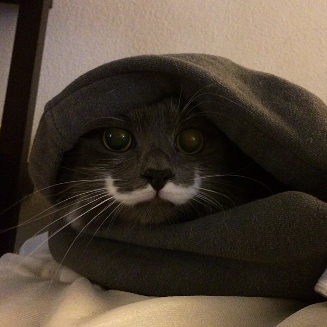 КотикиКотики