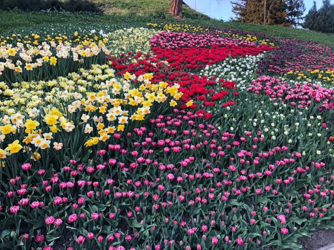 Співоче поле запрошує відвідати відому щорічну виставку тюльпанів онлайн