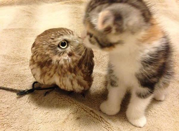 Лучшие друзья