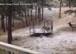 Олень на батуте