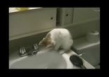 Улётный чих)