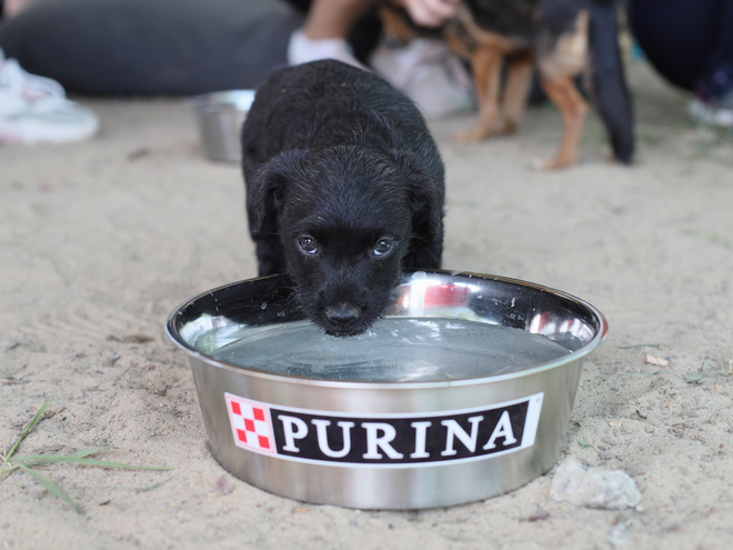 Purina®