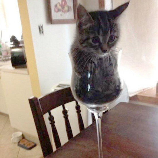 Пушистики "А мне так удобно"