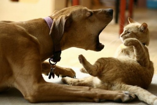 В мире животных