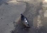 Гавкающий голубь