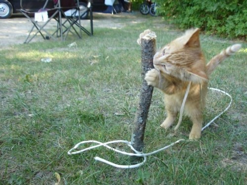 Выгул котов разрешен!;]