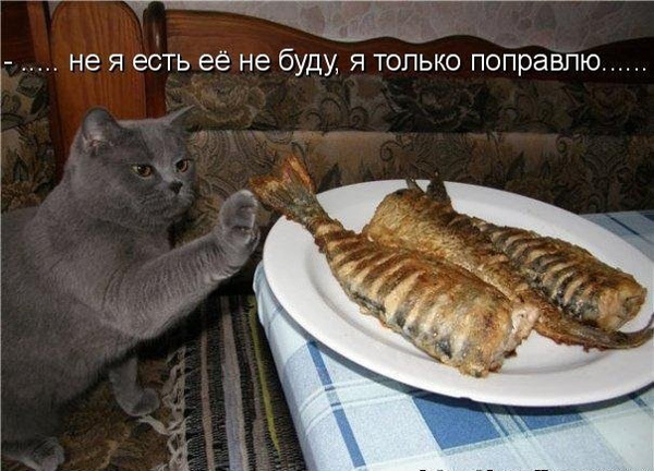 ТОП лучших котоматриц