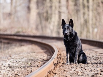 Серце друга: пес чекає зрадившого господаря на залізничних рейках