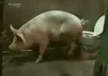 pig